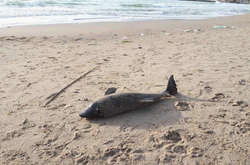 На одеському пляжі знайшли мертвого дельфіна
