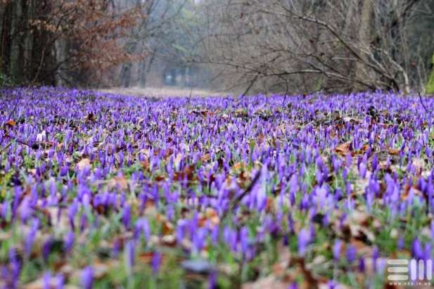 Фіолетовий квітковий рай під Мукачевом: у дендропарку «Березинка» розквітли шафрани (фото, відео)