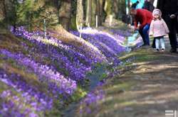 Фиолетовый цветочный рай под Мукачево (фото)
