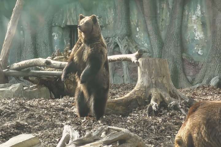 У київському зоопарку прокинулися ведмеді (відео)