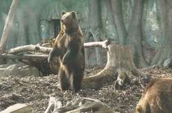 У київському зоопарку прокинулися ведмеді (відео)