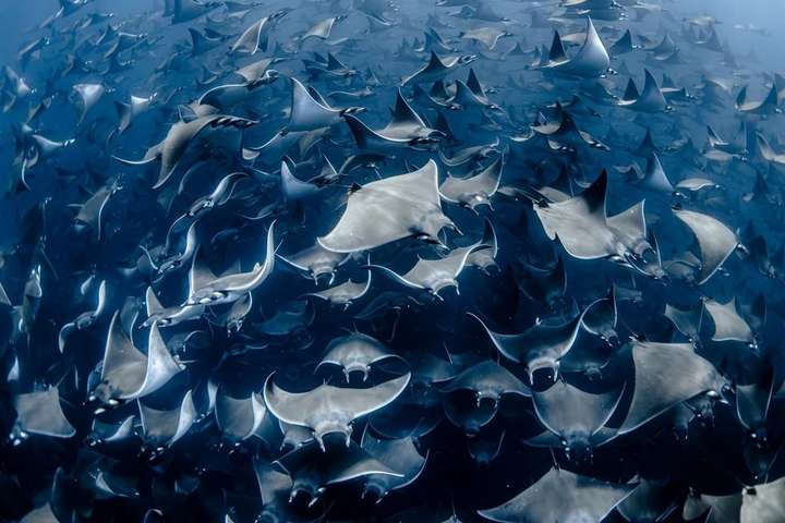 Фантастическая красота подводного мира. Невероятные кадры, сделанные фотографом из Канады