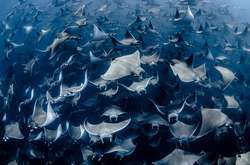 Фантастическая красота подводного мира. Невероятные кадры, сделанные фотографом из Канады