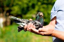 У Києві можуть заборонити фото з тваринами