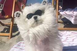 Мальтийская болонка Коко прославилась благодаря необычной позе: милые фото