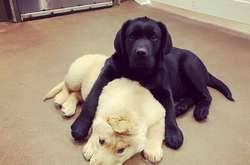 «Щенок-единорог» стал новой звездой в Instagram