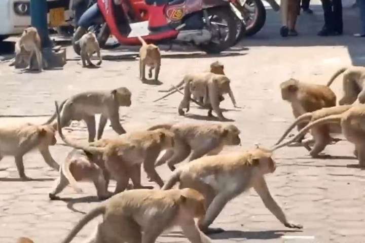 Під час карантину таїландськими містами гасають голодні мавпи