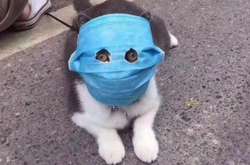  У світі немає лабораторно підтверджених випадків інфікування коронавірусом від домашніх тварин 