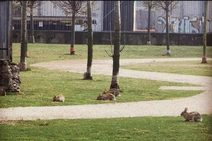 Карантин в Італії: порожні парки у Мілані заполонили зайці