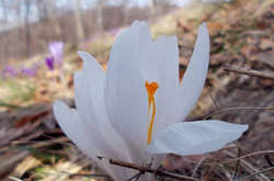 Сильний вітер, сніг та мороз: прогноз погоди на 24 березня