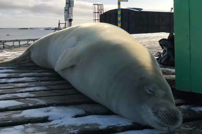 Антарктичну станцію «Академік Вернадський» відвідав 200-кілограмовий тюлень-крабоїд