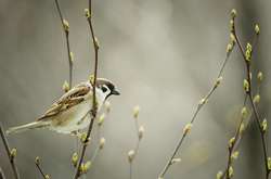 До України повертається тепло: вдень до +15