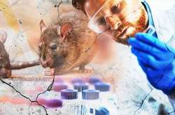 Росія зайняла друге місце в світі за кількістю захворювань, які викликає хантавірус