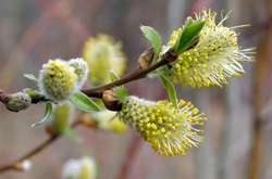 Погода в Україні у п’ятницю, 27 березня, буде теплою та сухою