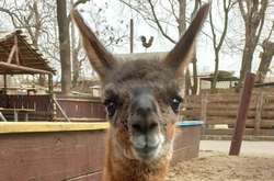 В Одеському зоопарку з'явився новий мешканець