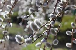 В Україні потепліє до +17: погода на 28 березня