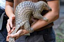  Панголины - промежуточные хозяева при передаче коронавируса SARS-CoV-2 от летучих мышей к человеку, считают ученые 