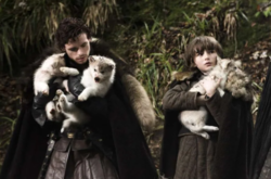 Умер пес, сыгравший лютоволка в «Игре престолов» (фото)