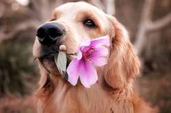 В Австралии пес стал почтальоном для детей, которые сидят дома на карантине