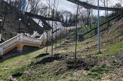 На схилах біля колони Магдебурзького права «оселилися» нові дерева (фото)