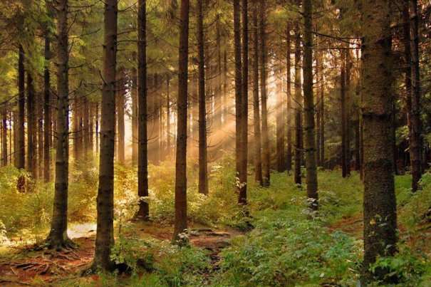 На Львівщині заборонили відвідувати ліси 
