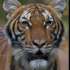 Четырехлетняя малайская тигрица по кличке Надиа заразилась коронавирусной инфекцией Covid-19