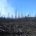 Вогонь знищив гектари лісу в зоні ЧАЕС