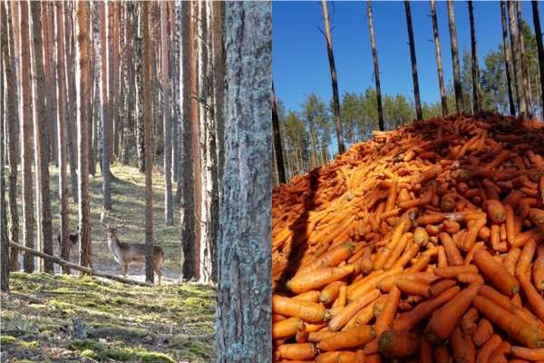 На Рівненщині у лісі вивантажили тонни моркви (фото, відео) 