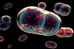 «Новая пандемия уже скоро»: ученые предупредили человечество о приближении других смертельных вирусов 