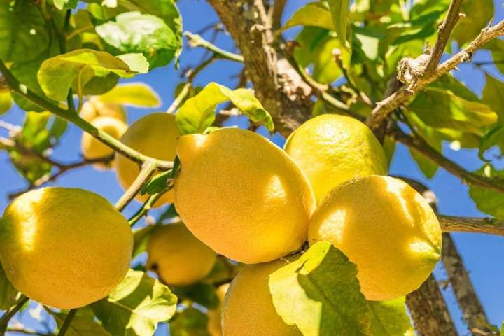 Туреччина обмежила експорт лимонів до кінця літа