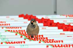 У компанії наголосили, що в інші дні магазини мережі будуть продовжувати працювати в стандартному режимі.