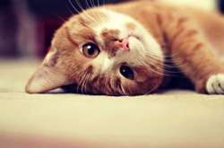 Під час карантину домашніх улюбленців радять не випускати самих на вулицю