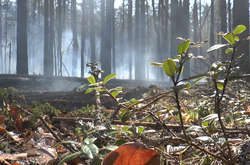 Через пожежу в зоні ЧАЕС евакуйовано мешканців селища