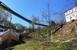 Біля колони Магдебурзького права висадили особливі дерева (фото)