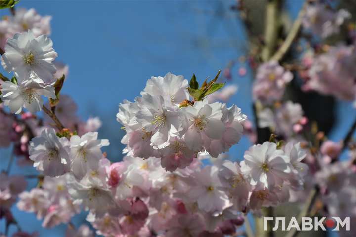 Цвітіння сакури у Сирецькому парку - У Києві зацвіли сакури (фото)