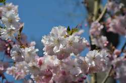 У Києві зацвіли сакури (фото)