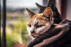 У п'ятницю в Україну прийдуть дощі 