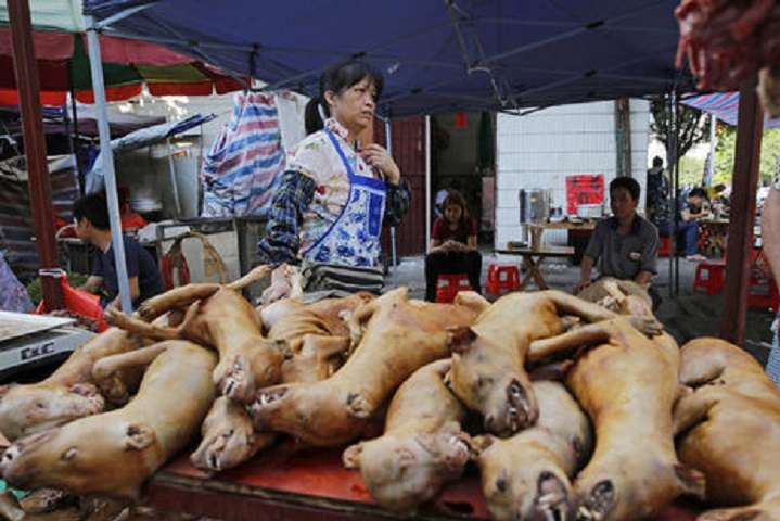 Китай виключив собак зі списку їстівних тварин