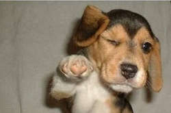 Тест на внимательность: никто не может найти собаку среди бревен за одну минуту