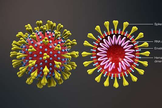 Небезпечний коронавірус: Covid-19 встиг мутувати в три різні штами