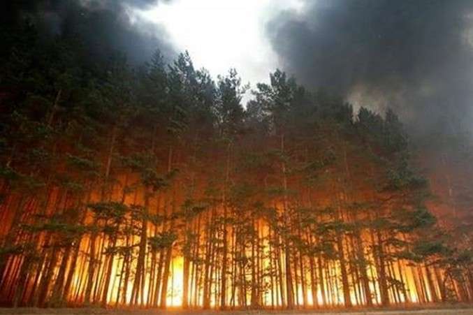 Пожежа у Чорнобильській зоні: вигоріли ліси і території 12 сіл (відео)