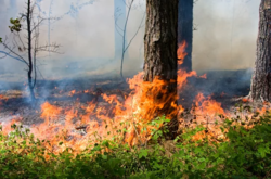 В Україні за вихідні сталося 33 великі лісові пожежі