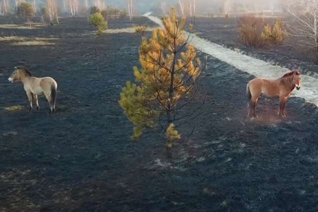 Екологічна катастрофа: у Чорнобильській зоні тварини тікають від вогню (відео)