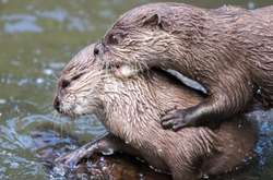 В Сингапуре выдры из двух кланов устроили массовую драку (видео)