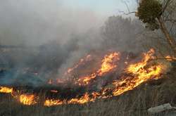 Пожежі знищують природу