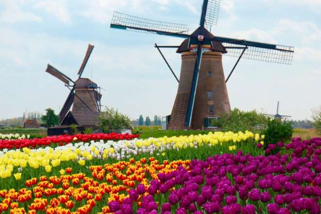 У Нідерландах через коронавірус знищили 400 млн квітів