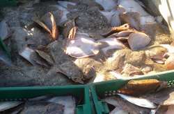 Прикордонники затримали в Азовському морі браконьєрів з рекордним уловом камбали 