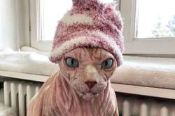 Похожий на ворчливую бабушку морщинистый сфинкс стал звездой соцсетей (фото)