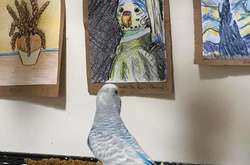 Девушка с жемчужной сережкой» Яна Вермеера превратилась в «Попугая с жемчужной сережкой»