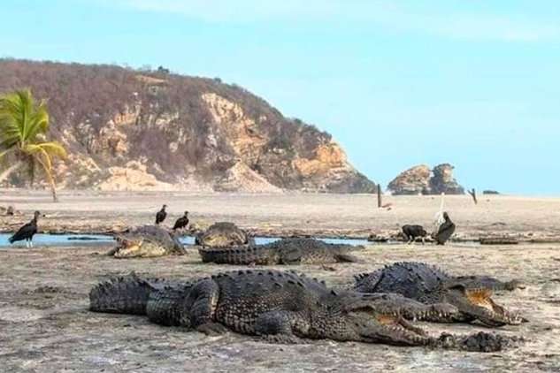 На порожні через коронавірус пляжі мексиканського курорту вторглися крокодили